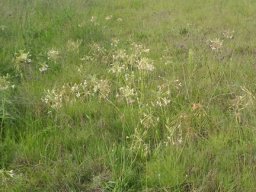 Pelargonium luridum living in grassland